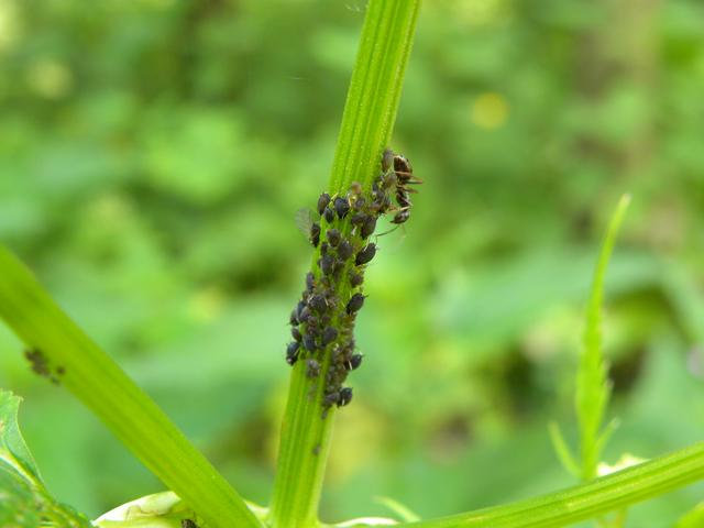шкідники саду