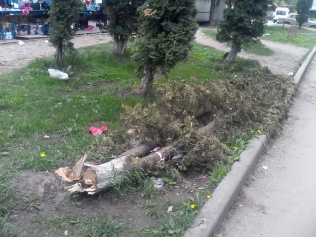 На БАМі зрізують дерева і встановлюють на газоні торговельні кіоски (фото) — фото 1